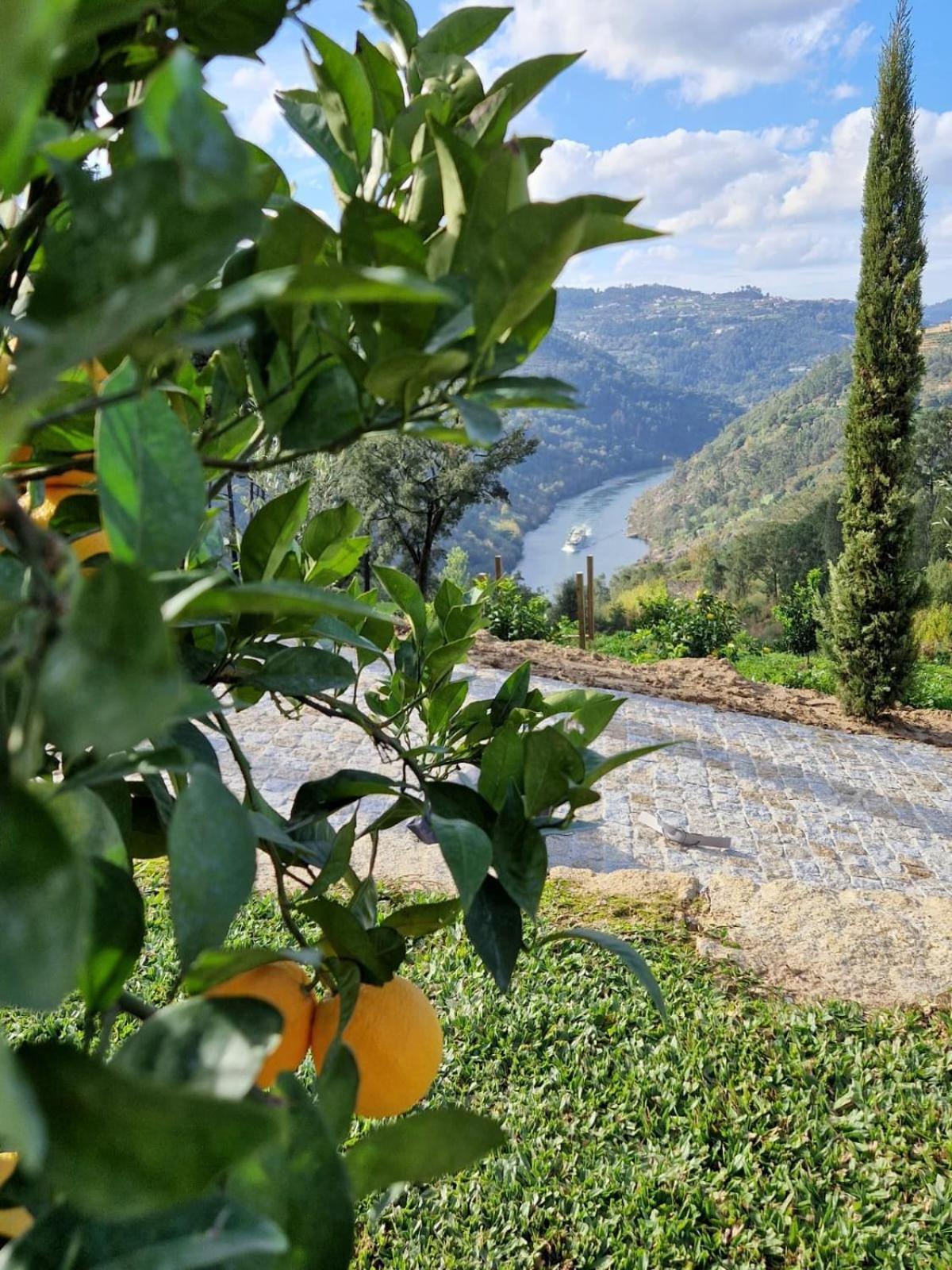 Javardo - Family House - Douro Penha Longa Εξωτερικό φωτογραφία